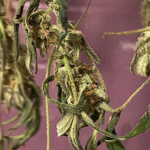 Gorilla Glue #4 x Tangie (Blue) growlog timeline photo