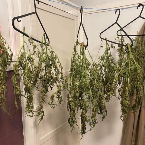 Gorilla Glue #4 x Tangie (Blue) growlog timeline photo