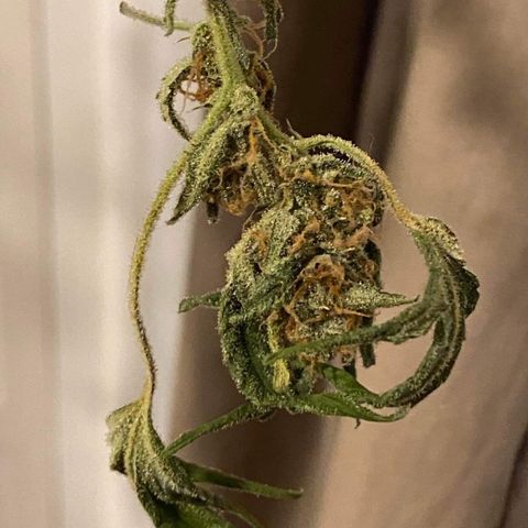 Gorilla Glue #4 x Tangie (Blue) growlog timeline photo