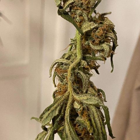 Gorilla Glue #4 x Tangie (Blue) growlog timeline photo