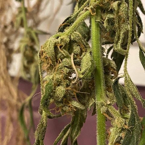 Gorilla Glue #4 x Tangie (Blue) growlog timeline photo