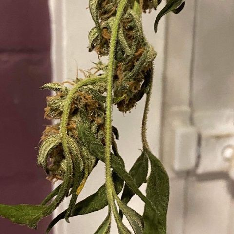 Gorilla Glue #4 x Tangie (Blue) growlog timeline photo