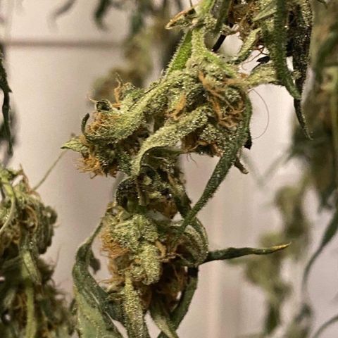 Gorilla Glue #4 x Tangie (Blue) growlog timeline photo