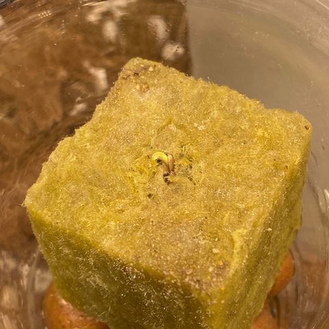 Freakshow  growlog photo