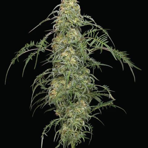 Freakshow  growlog photo