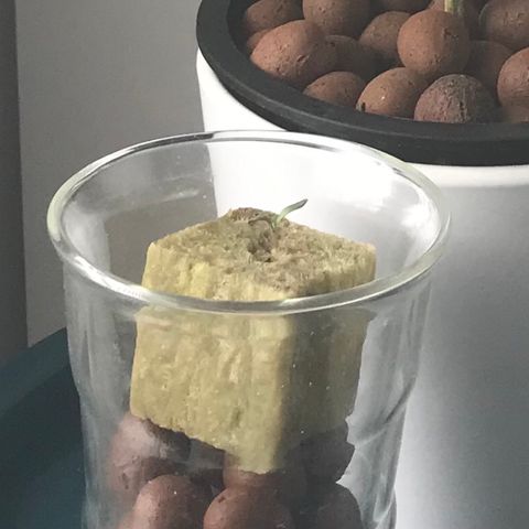 Freakshow  growlog photo