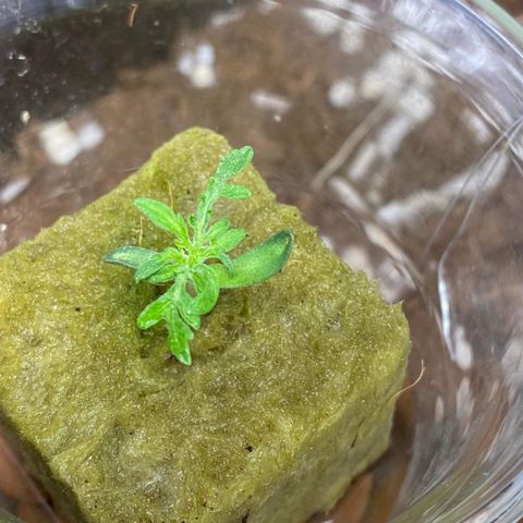 Freakshow  growlog photo