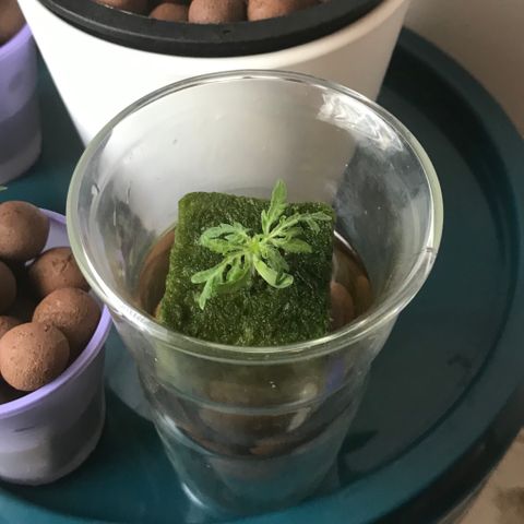 Freakshow  growlog timeline photo
