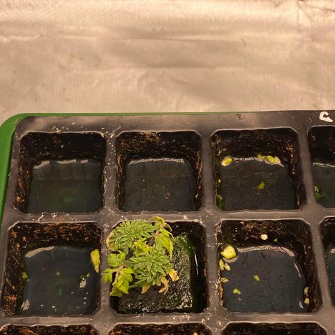 Freakshow  growlog photo: Stunted but slowly recovering 