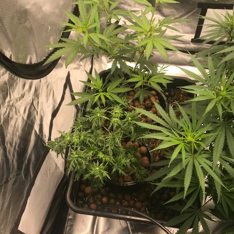 Freakshow  growlog timeline photo