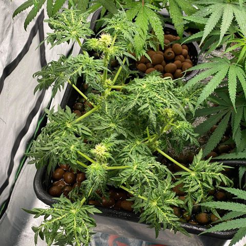 Freakshow  growlog timeline photo