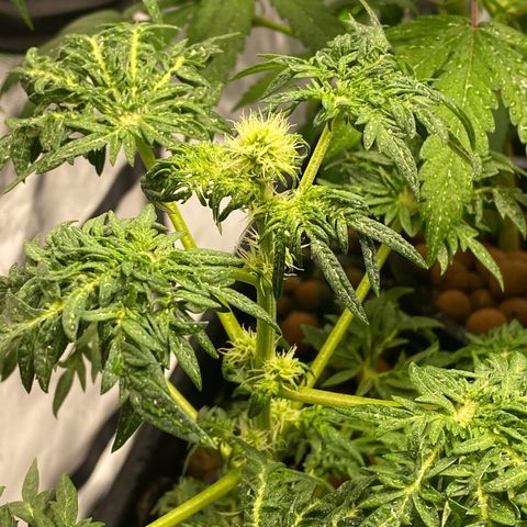 Freakshow  growlog timeline photo