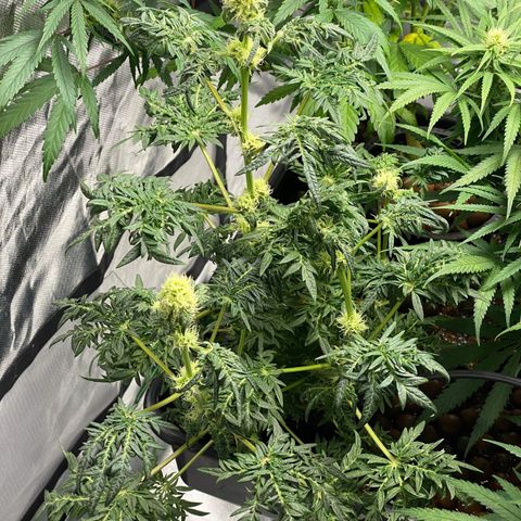 Freakshow  growlog timeline photo