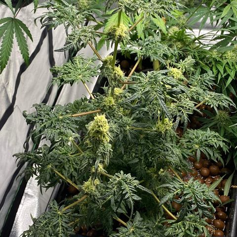 Freakshow  growlog timeline photo