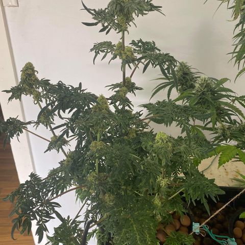Freakshow  growlog timeline photo