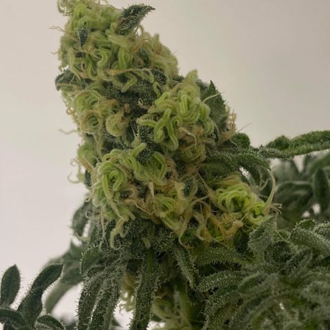 Freakshow  growlog timeline photo