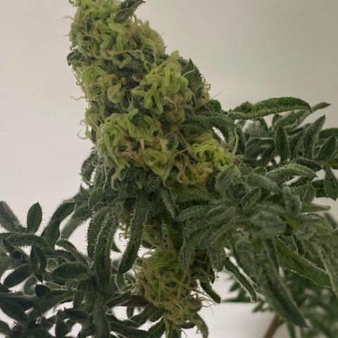 Freakshow  growlog timeline photo