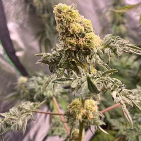 Freakshow  growlog timeline photo