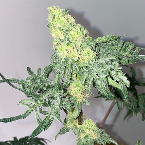 Freakshow  growlog timeline photo