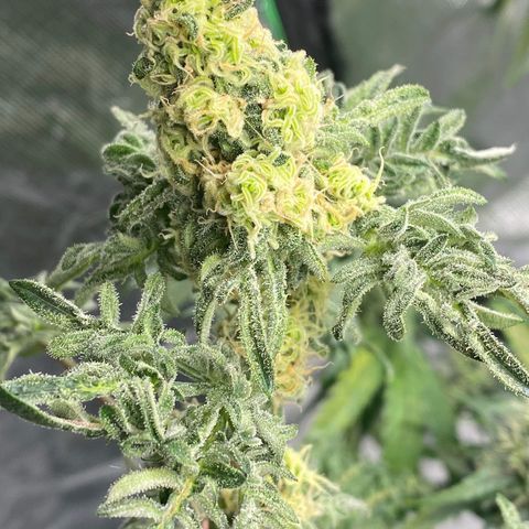 Freakshow  growlog timeline photo