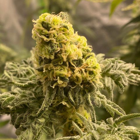 Freakshow  growlog timeline photo