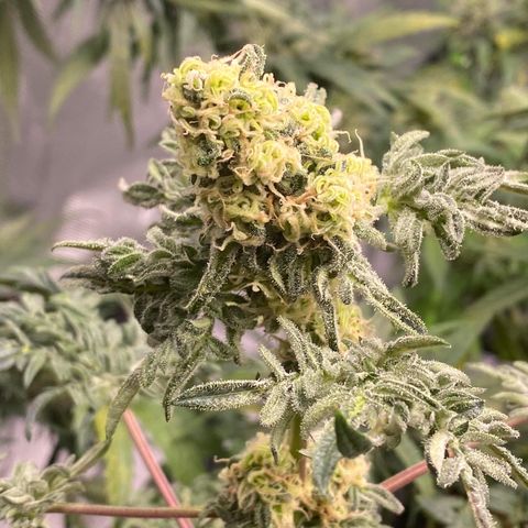Freakshow  growlog timeline photo