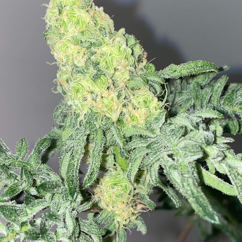 Freakshow  growlog timeline photo