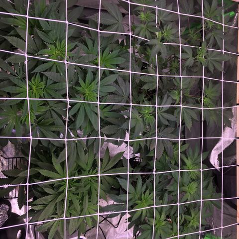 Gorilla Glue growlog timeline photo