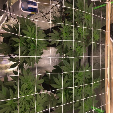 Gorilla Glue growlog timeline photo