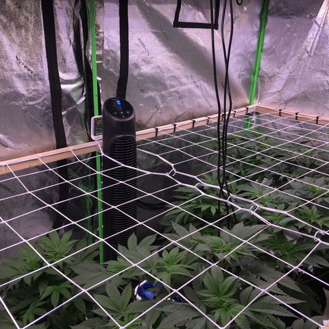 Gorilla Glue growlog timeline photo