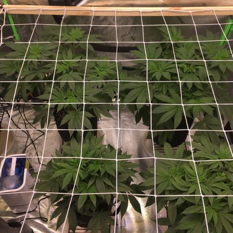 Gorilla Glue growlog timeline photo