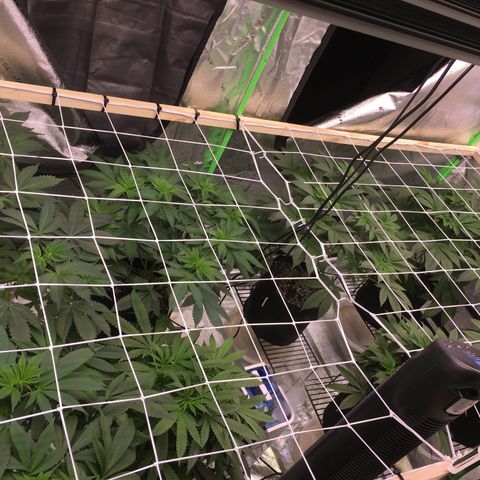 Gorilla Glue growlog timeline photo
