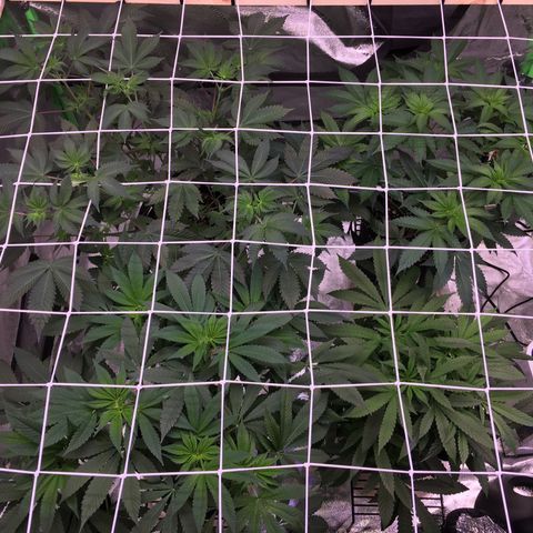 Gorilla Glue growlog timeline photo
