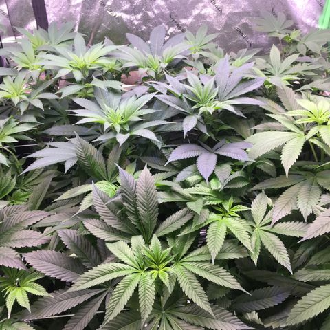 Gorilla Glue growlog timeline photo