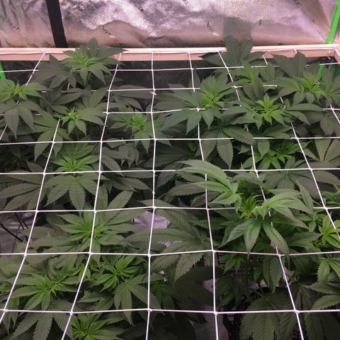 Gorilla Glue growlog timeline photo