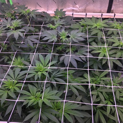 Gorilla Glue growlog timeline photo