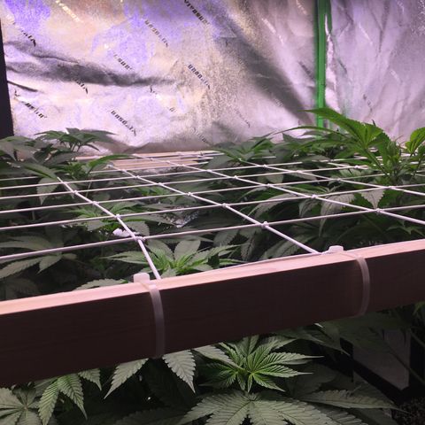 Gorilla Glue growlog timeline photo