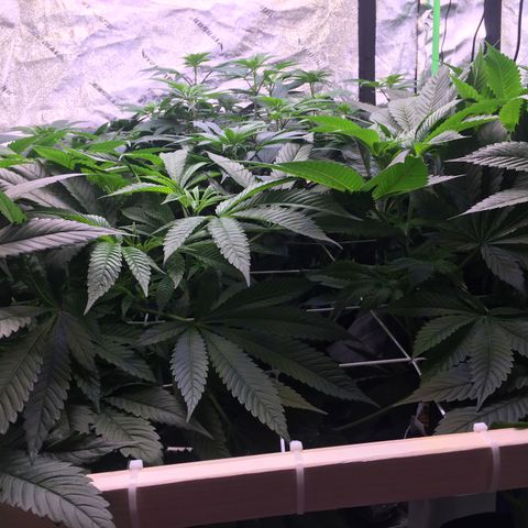 Gorilla Glue growlog timeline photo