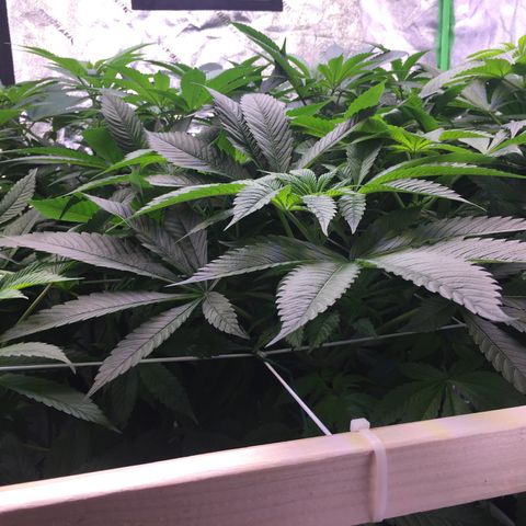 Gorilla Glue growlog timeline photo