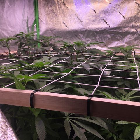 Gorilla Glue growlog timeline photo