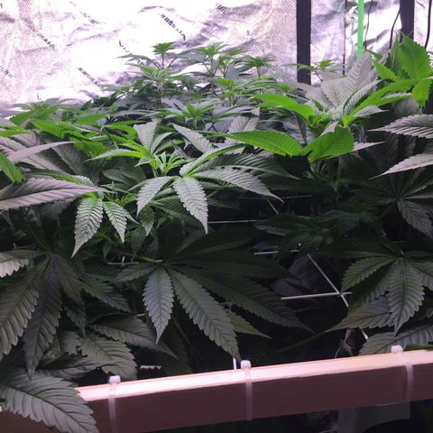 Gorilla Glue growlog timeline photo