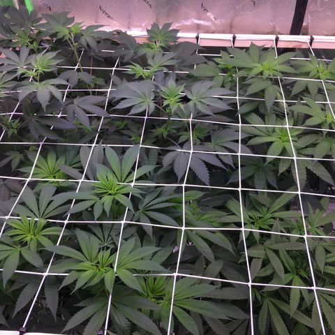Gorilla Glue growlog timeline photo