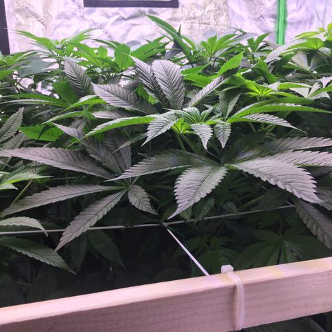 Gorilla Glue growlog timeline photo