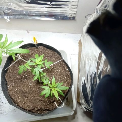 OG KUSH x KEROSEN growlog timeline photo