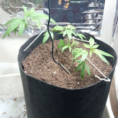 OG KUSH x KEROSEN growlog timeline photo