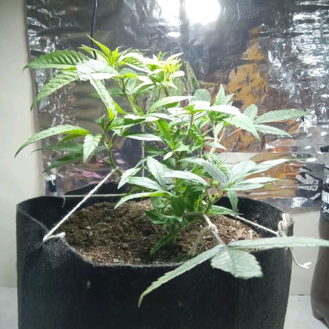 OG KUSH x KEROSEN growlog timeline photo