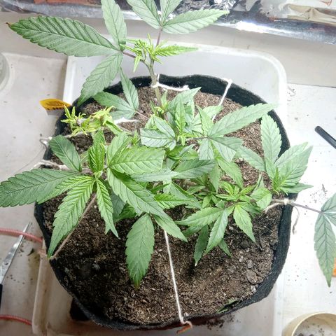 OG KUSH x KEROSEN growlog timeline photo