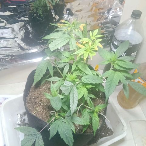 OG KUSH x KEROSEN growlog timeline photo
