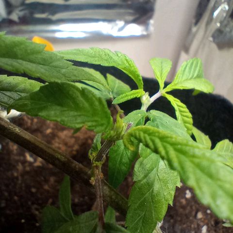 OG KUSH x KEROSEN growlog timeline photo