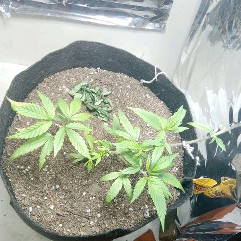 OG KUSH x KEROSEN growlog timeline photo